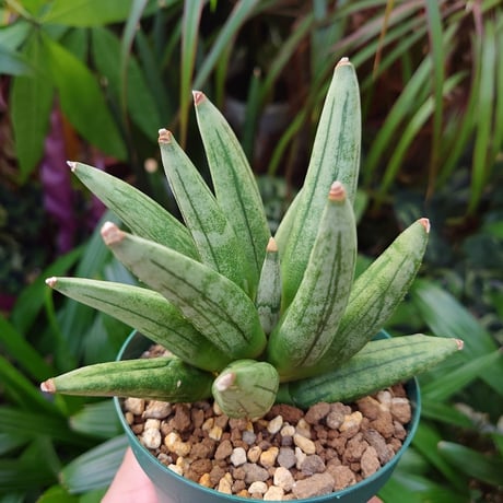 サンスベリア ヘッジホッグ 2 Sansevieria Hedgehog