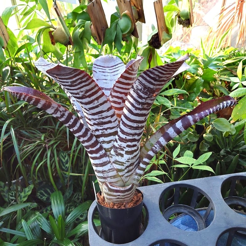 エクメア チャンティニー ブラックアイス 1 Aechmea chantinii エクメア チャンティニー ブラックアイス 1 Aechmea chantinii