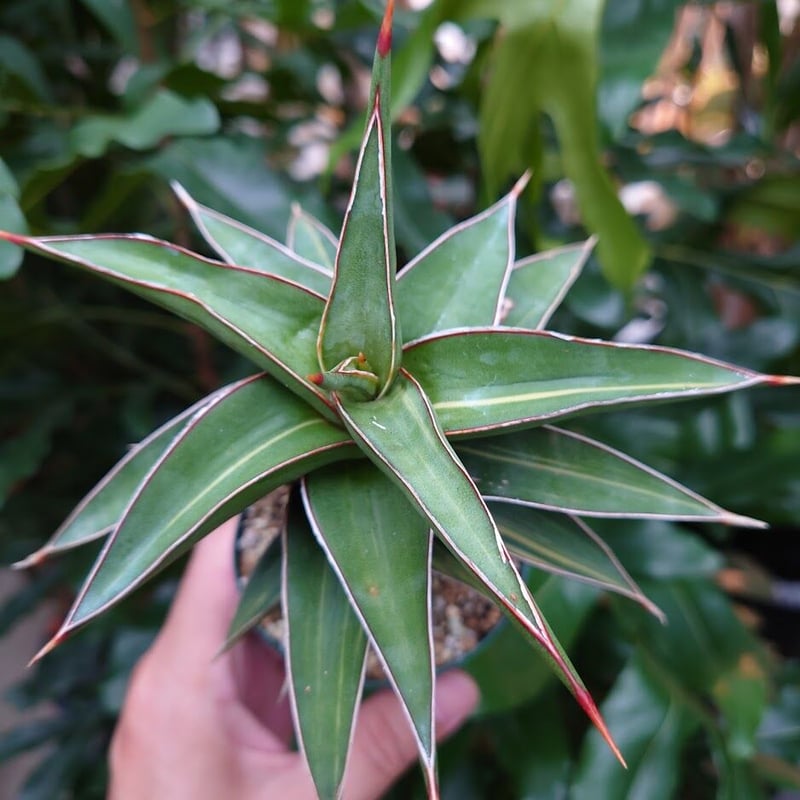 サンスベリア ラヴラノス 23251 Sansevieria Lav.23251斑入り | M