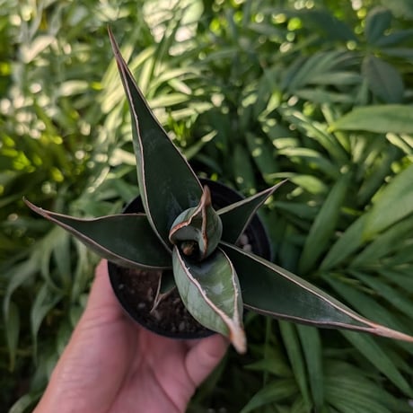 Sansevieria Pinguicula サンセベリア ピングイキュラ SP17