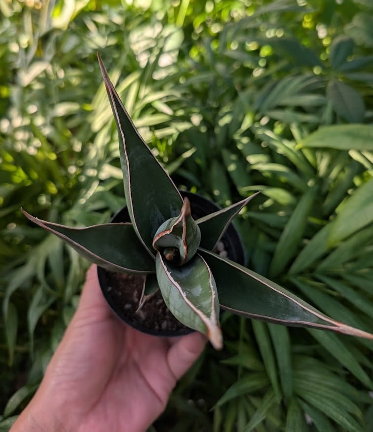 Sansevieria Pinguicula サンセベリア ピングイキュラ SP17 | My