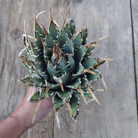 アガベ ユタエンシス ネバデンシス 5 Agave uthaensis var. nevadensis