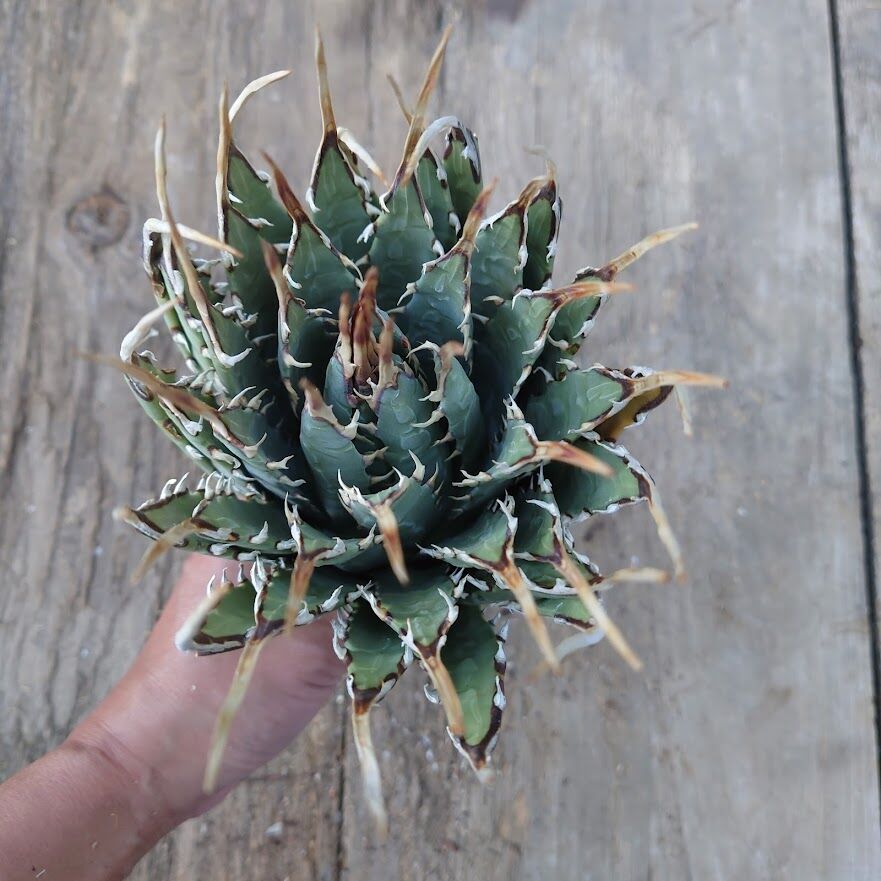 アガベ ユタエンシス ネバデンシス 5 Agave uthaensis var. nevade...