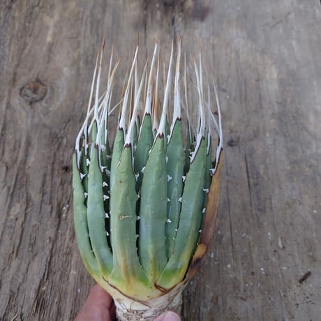 アガベ ユタエンシス ネバデンシス 2 Agave uthaensis var. nevadensis