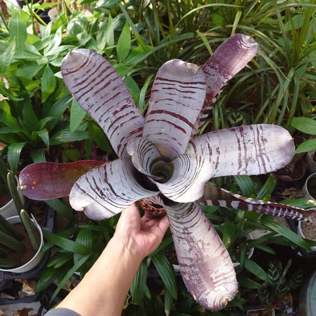 エクメア チャンティニー ブラックアイス 1 Aechmea chantinii CV. Black Ice seedling F1