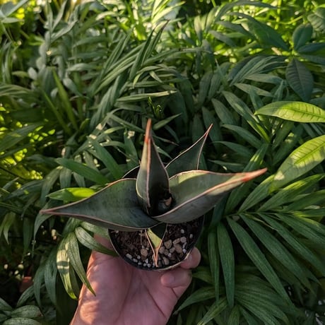 Sansevieria Pinguicula サンセベリア ピングイキュラ SP18