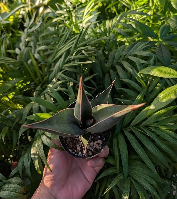 Sansevieria Pinguicula サンセベリア ピングイキュラ SP18 | My