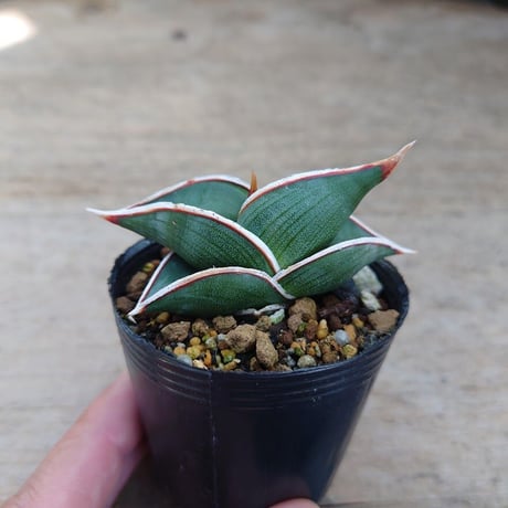 Sansevieria rorida サンスベリア ロリダ R10