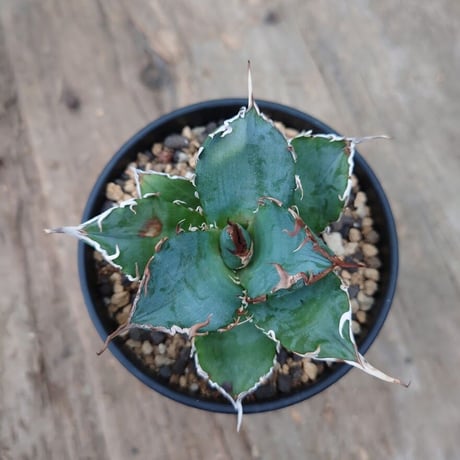 アガベ チタノタ 白鯨 2 Agave titanota white whale