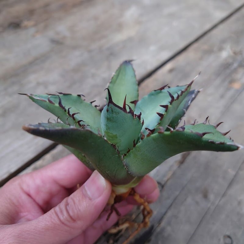 アガベ　チタノタ　黒鯨　白縞斑　Agave titanota fit=scale-down,w=1200