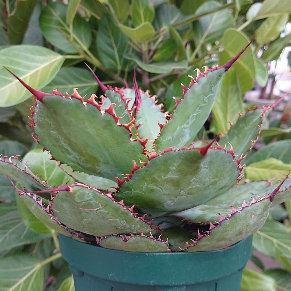 アガベ ボビコルヌタ カウズ・ホーン 3 Agave bovicornuta Cows Hor