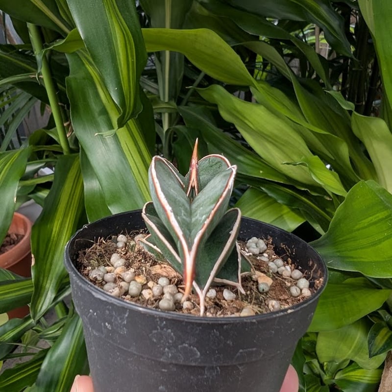 Sansevieria rorida サンスベリア ロリダ R14 | My-Favthings