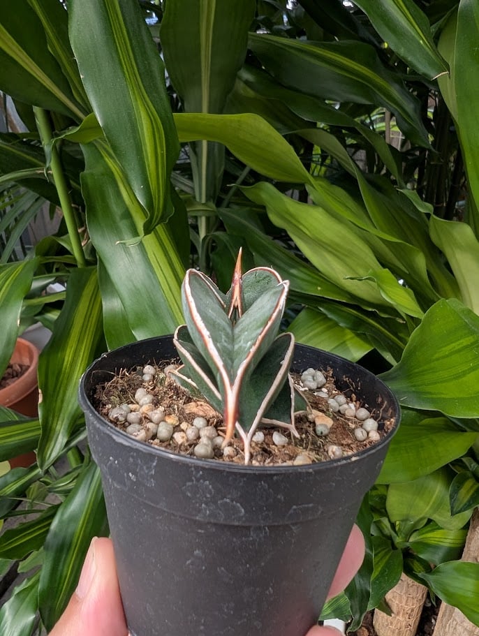 Sansevieria rorida サンスベリア ロリダ R14 | My-Favthings