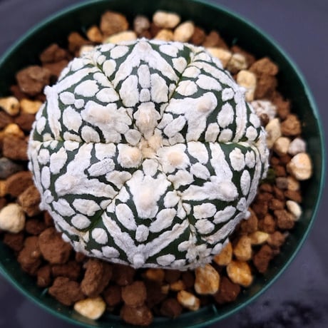 アストロフィツム スーパー兜 Vタイプ 3 Astrophytum asterias cv 'Super Kabuto' V