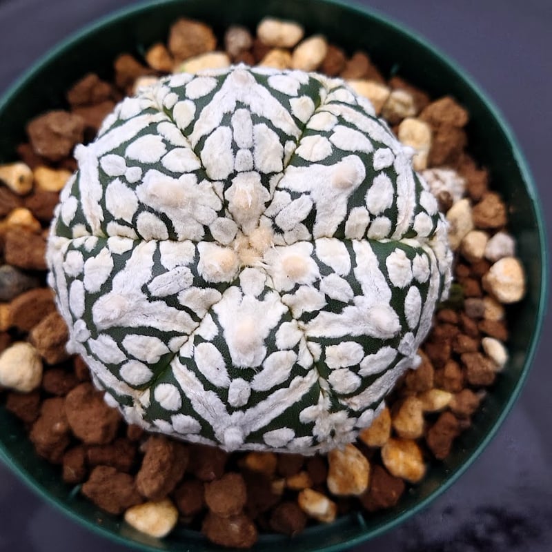 アストロフィツム スーパー兜 Vタイプ 3 Astrophytum asterias アストロフィツム スーパー兜 Vタイプ 3 Astrophytum asterias