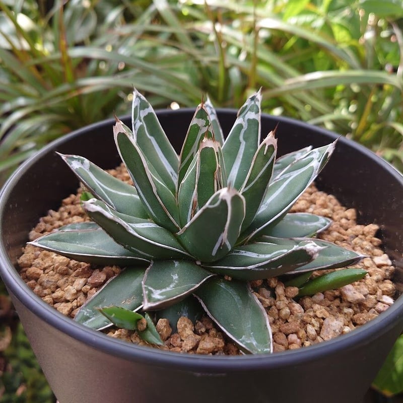 多肉植物 アガベ 氷山Agave victoriae-reginae 5美株同捆 - フラワー