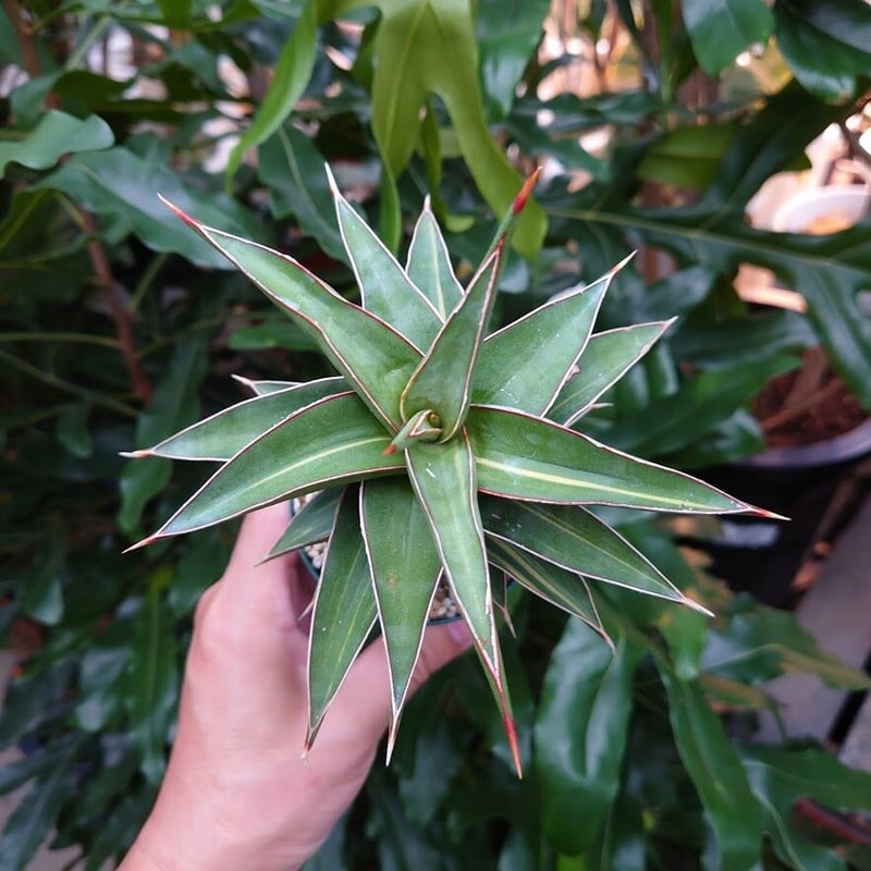 サンスベリア ラヴラノス 23251 Sansevieria Lav.23251斑入り | M