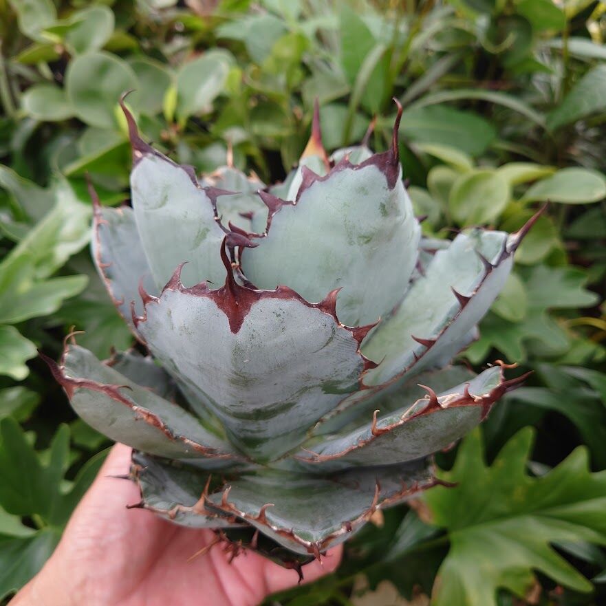 アガベ チタノタ ブラックアンドブルー Agave titanota black&blue B