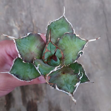 アガベ チタノタ 白鯨 1 Agave titanota white whale