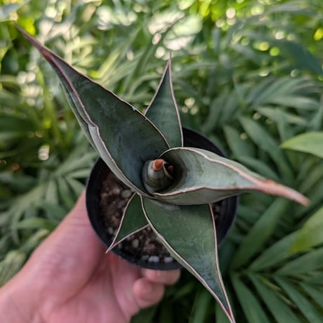 Sansevieria Pinguicula サンセベリア ピングイキュラ SP15