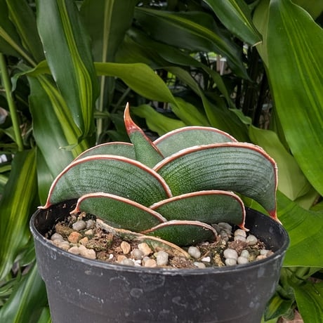 Sansevieria rorida サンスベリア ロリダ R13