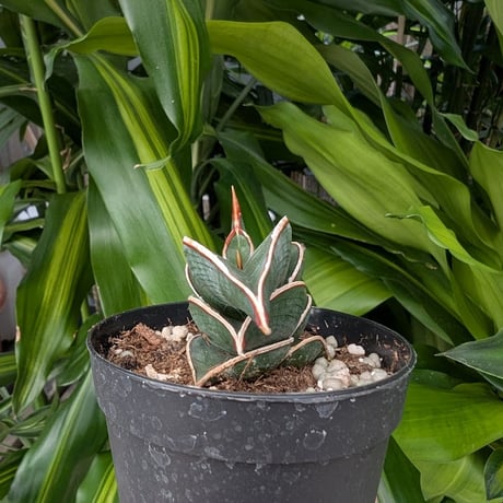 Sansevieria rorida サンスベリア ロリダ R17