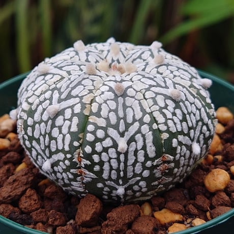 アストロフィツム スーパー兜 Vタイプ 1 Astrophytum asterias cv 'Super Kabuto' V
