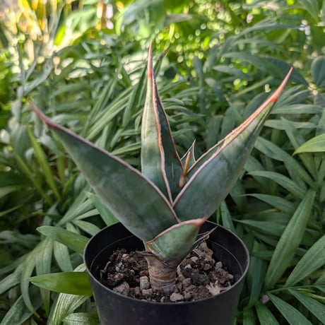 Sansevieria Pinguicula サンセベリア ピングイキュラ SP13
