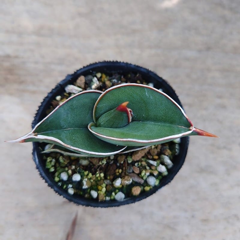 M*O様 ＊Sansevieria Rorida＊サンスベリアロリダ＊斑入り＊ サンセベリア ロリダ 斑入り「Sansevieria rorida var.」6/1-720