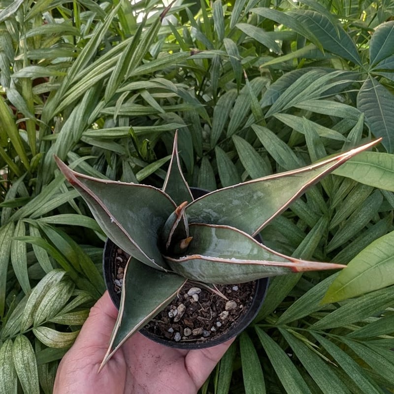 Sansevieria Pinguicula サンセベリア ピングイキュラ SP14 | My