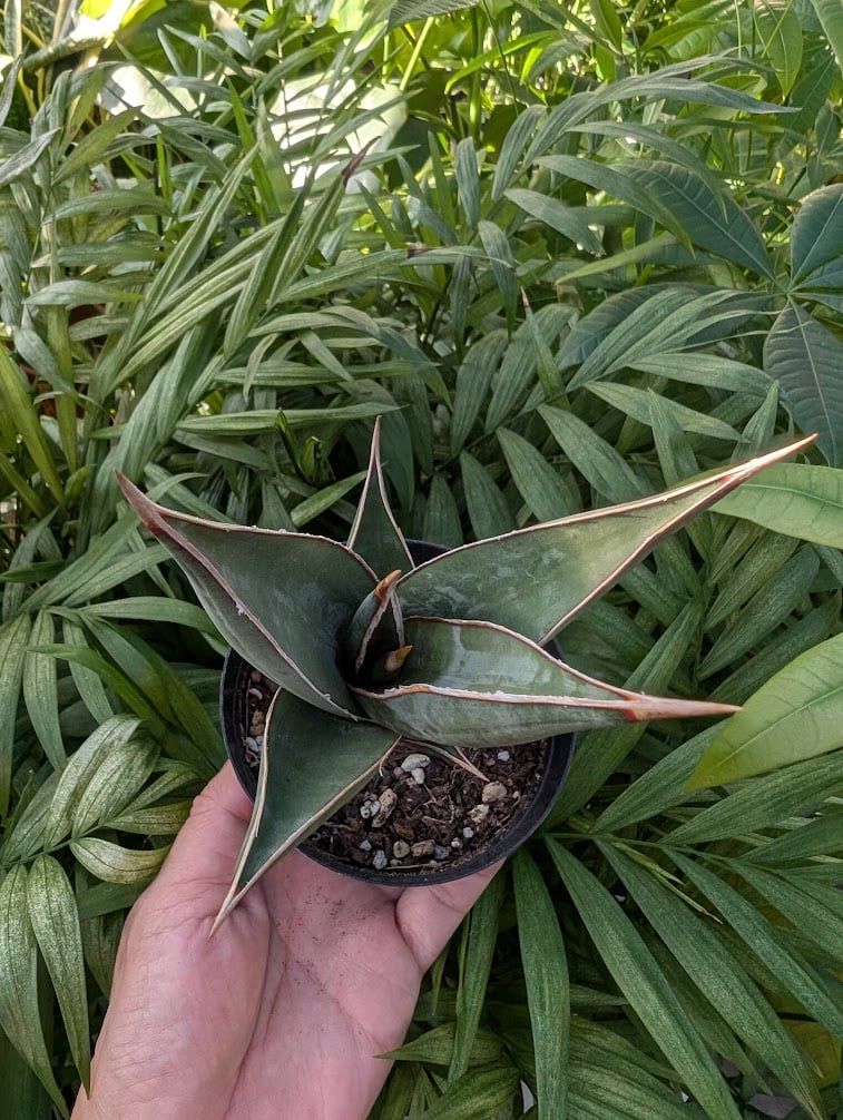 Sansevieria Pinguicula サンセベリア ピングイキュラ SP14 | My