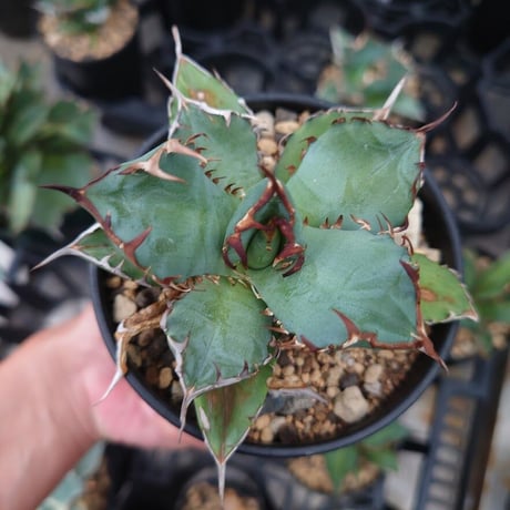 アガベ チタノタ 黒鯨 1 Agave titanota black whale