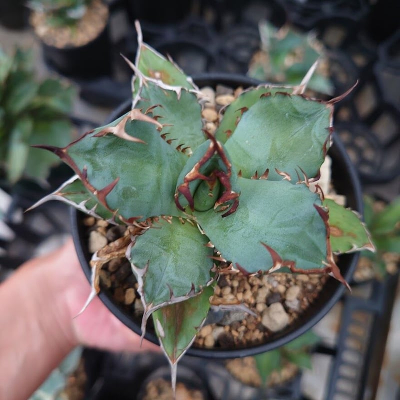 アガベ　チタノタ　黒鯨　超大株 アガベ・チタノタ 黒鯨（芽）-003｜agave titanota black whale |