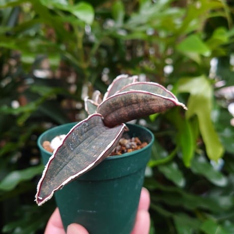 Sansevieria hallii Pink Bat サンスベリア ピンクバット 5 【送料一律500円】