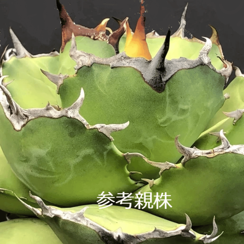 アガベ チタノタ アザラシ 海豹 CS4 agave titanota Compacta 'S...