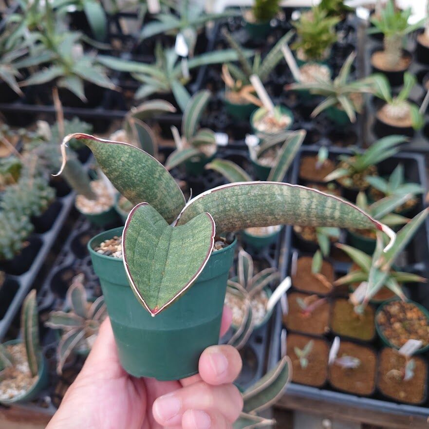 美品⭐︎フラワー装飾付きピンクハット Sansevieria hallii Pink Bat サンスベリア ピンクバット 3 【送料
