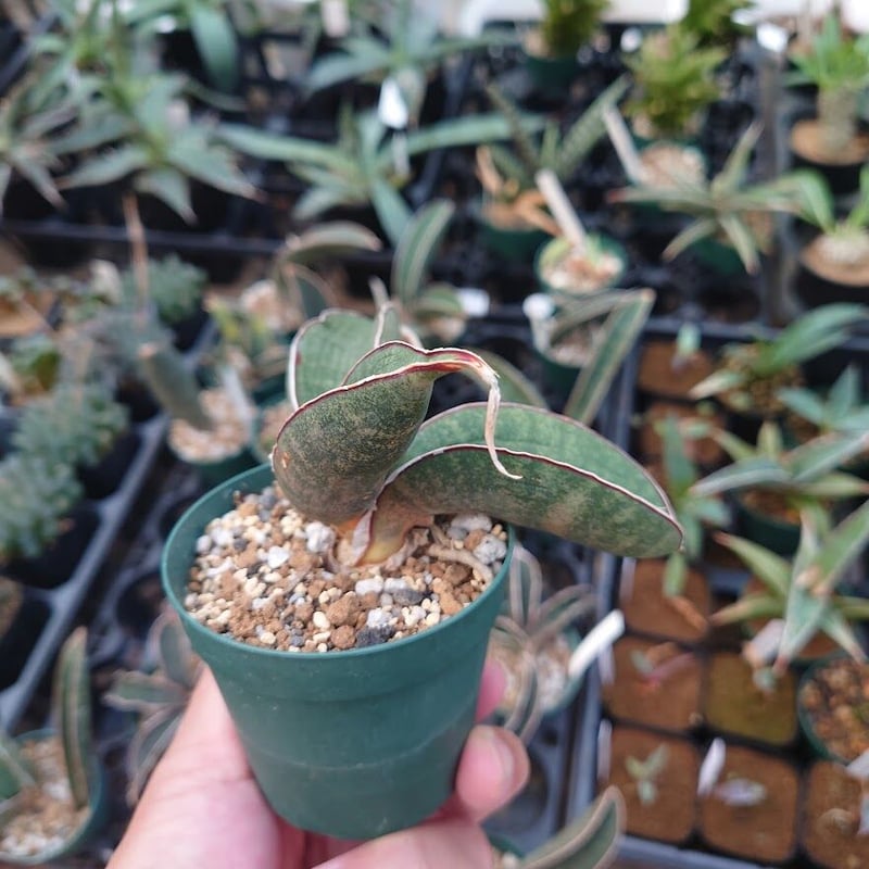 Sansevieria hallii Pink Bat サンスベリア ピンクバット 3 【送料