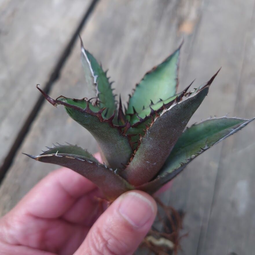 アガベ チタノタ 黒炎 黒火焔巌龍 3 Agave titanota black flame/