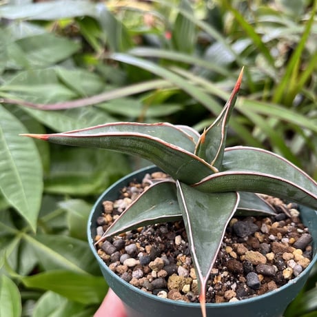 サンスベリア ラヴラノス 23251 Sansevieria Lav.23251 (LAV5)