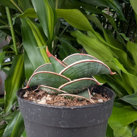 Sansevieria rorida サンスベリア ロリダ R17