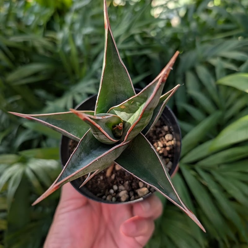 Sansevieria Pinguicula サンセベリア ピングイキュラ SP11 | My