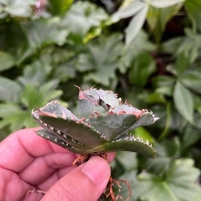 アガベ チタノタ 