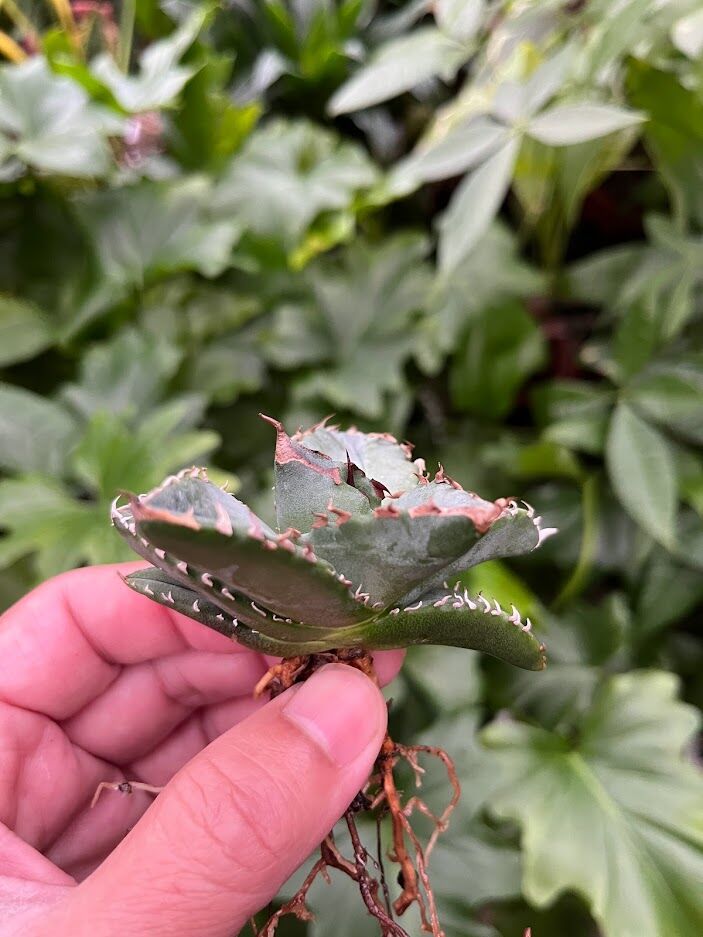 白火焔　ホワイトファイア チタノタ アガベ 白炎焔 ホワイトファイヤー 図鑑 -アガベ