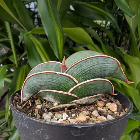Sansevieria rorida サンスベリア ロリダ R12