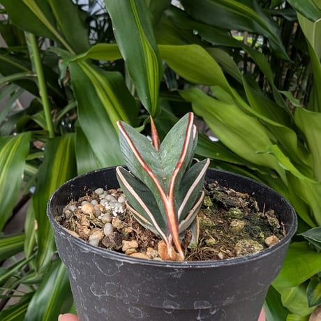 Sansevieria rorida サンスベリア ロリダ R12