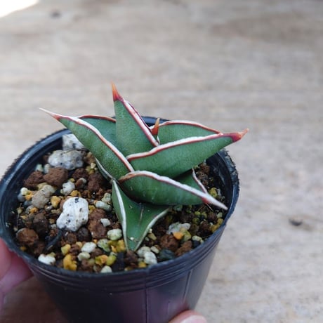 Sansevieria rorida サンスベリア ロリダ R4