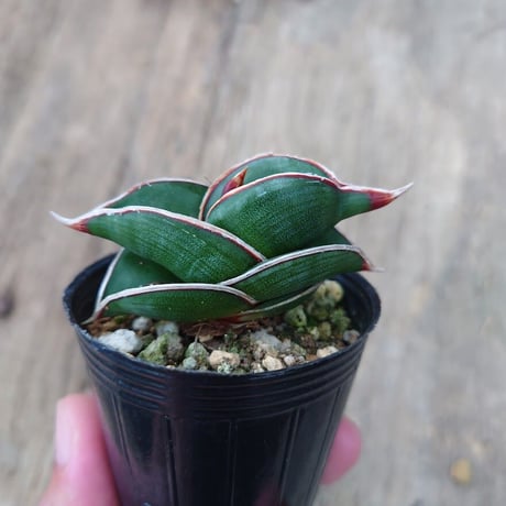 Sansevieria rorida サンスベリア ロリダ 3