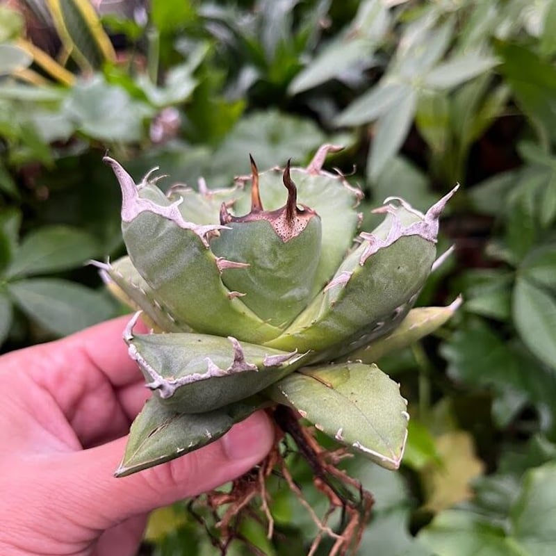 アガベ チタノタ アザラシ 海豹 CS2 agave titanota Compacta 'S