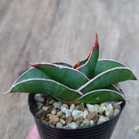Sansevieria rorida サンスベリア ロリダ 1