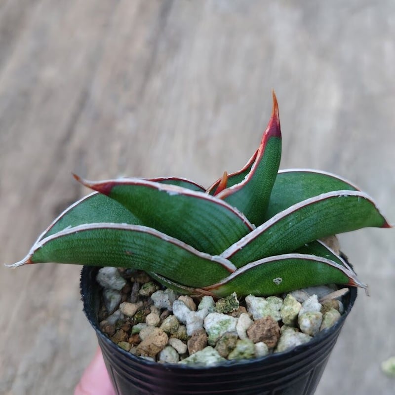Sansevieria rorida サンスベリア ロリダ 1 | My-Favthings Sansevieria rorida サンスベリア ロリダ 1 | My-Favthings